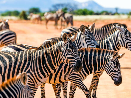 Kreuzfahrten Afrika: Kreuzfahrt mit der VASCO DA GAMA von Mombasa bis Durban inkl. Safari-Rundreise in Kenia