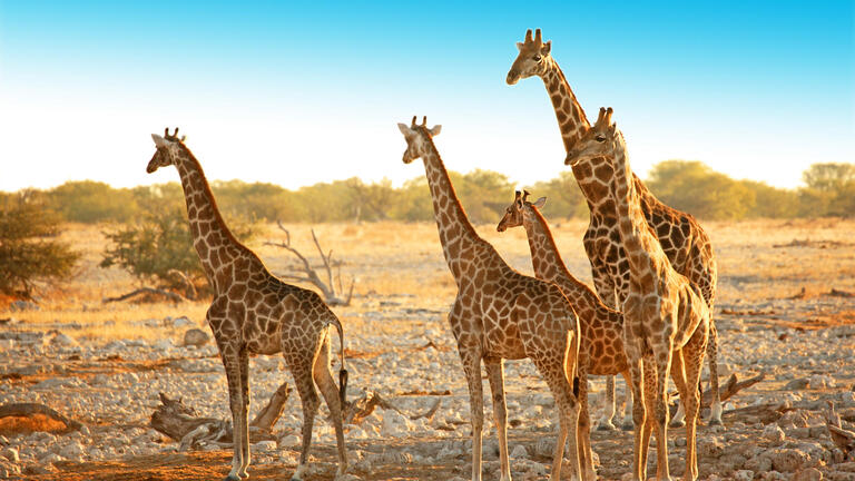 Rundreisen Namibia: Eine Reise voller Kontraste