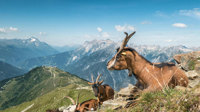 Eigene Anreise Schweiz - Graubünden: Wanderreise mit Aufenthalt im Hotel Condordia