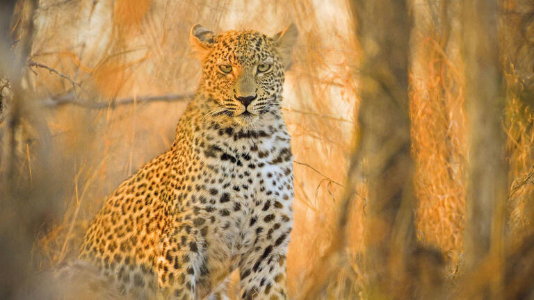 Rundreisen Südafrika: Safari, Küstenstraßen & Kapstadts Charme