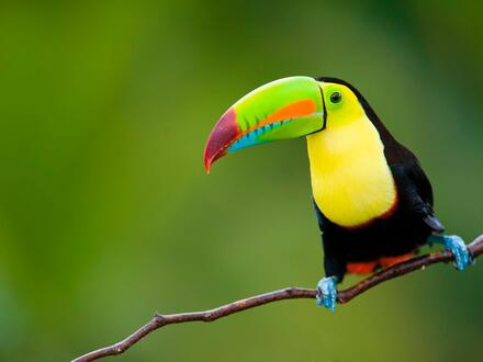 16 Tage Kombinationsreisen Costa Rica: Hängebrücken, heiße Quellen & goldene Strände