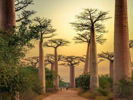 17 Tage Erlebnisreisen Madagaskar: Die Insel der Lemuren und Baobabs
