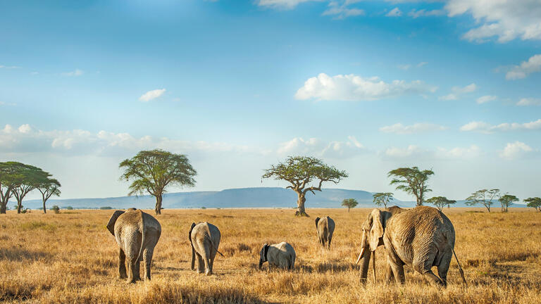 Rundreisen Tansania & Sansibar: Safari, Kultur & Badeparadies