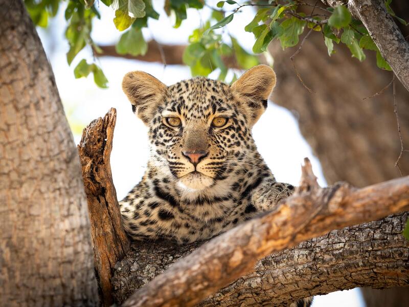 Rundreisen Südafrika: Wein, Safari & Küstenzauber 15-tägig inkl. Flüge Mittelklassehotels/-Lodges mit Frühstück Inkl. Ausflüge & Eintritte i. W