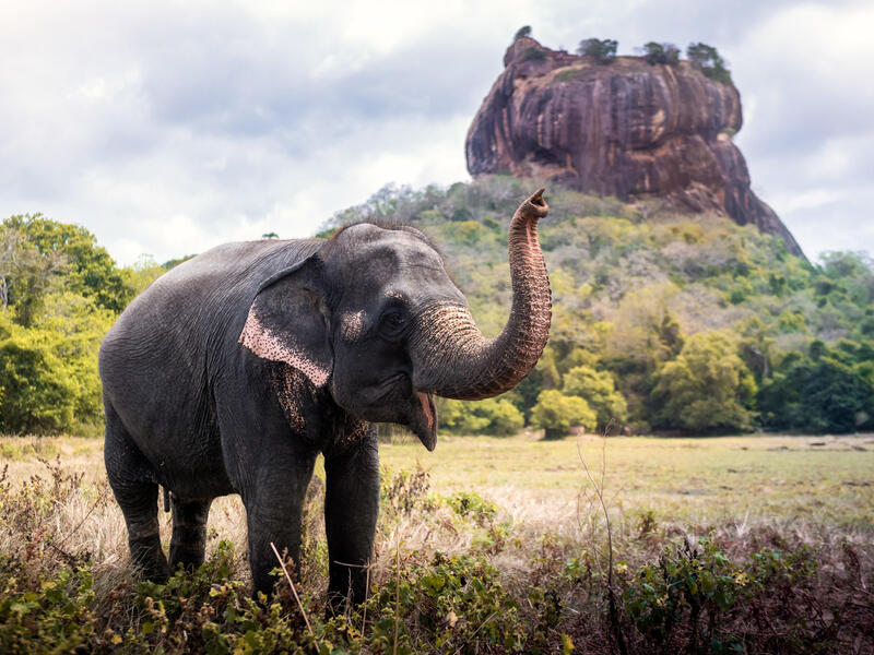 Rundreisen Sri Lanka: Im Land der Elefanten und Heiligtümer 15-tägig inkl. Flüge 3.5-Sterne/4-Sterne-Hotels mit Halbpension / 5-Sterne-Hotel mit Fr