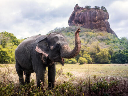 15 Tage Rundreisen Sri Lanka: Im Land der Elefanten und Heiligtümer