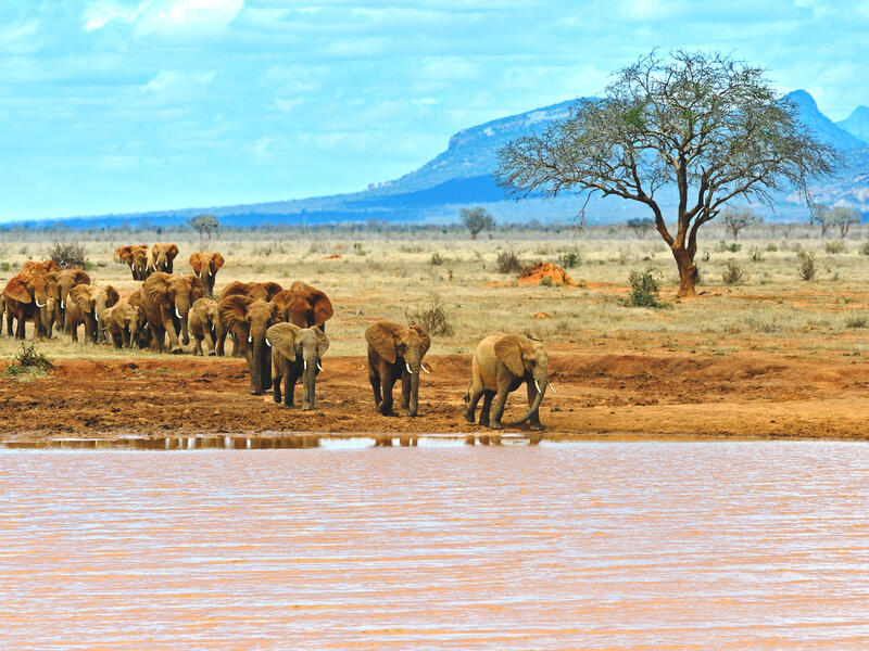 Rundreisen Kenia: Für Einsteiger mit Entspannung im Jacaranda Indian Ocean Beach Resort 12-tägig inkl. Flüge 4-Sterne-Hotel mit Halbpension / Mitte