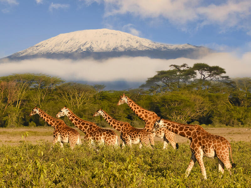 Rundreisen Kenia: Safari, Zugfahrt & Badegenuss in kleiner Gruppe 16-tägig inkl. Flüge Lodges/Camps mit Vollpension / 4-Sterne-Hotel mit Halbpension