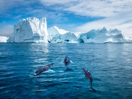 Kreuzfahrten Island, GrÃ¶nland & Schottland: Kreuzfahrt mit MS Hamburg von Kangerlussuaq bis Hamburg