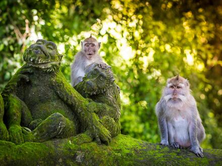 13 Tage Rundreisen Indonesien - Bali - Zwischen Dschungelklängen und Wellenrauschen mit Entspannung im 5-Sterne-Hotel in Nusa Dua Frühstück