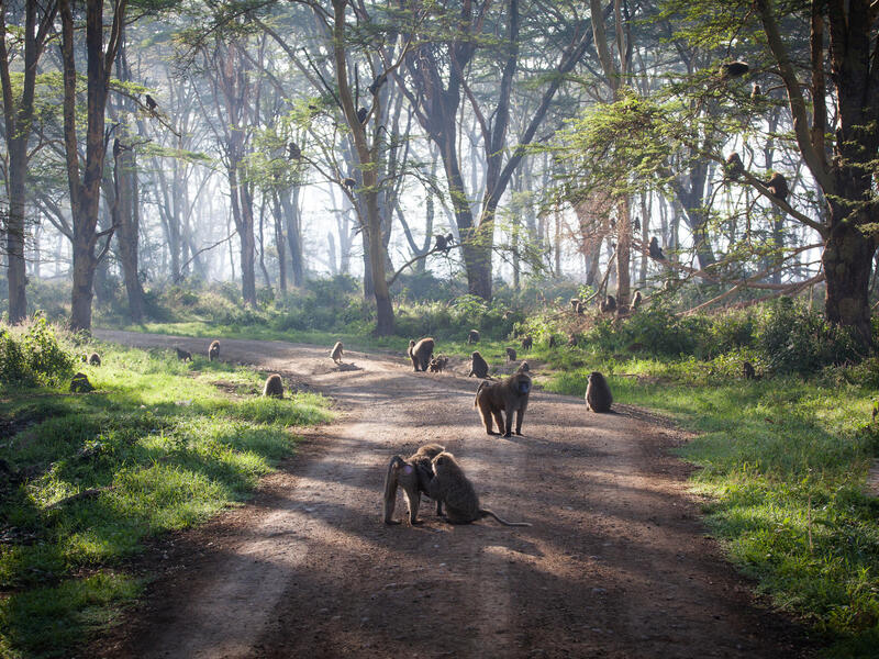 Kombinationsreisen Kenia: Safari-Erlebnisse & Erholung unter Palmen 10-tägig inkl. Flüge 4-Sterne-Hotel mit Halbpension / Mittelklasselodges mit Vol