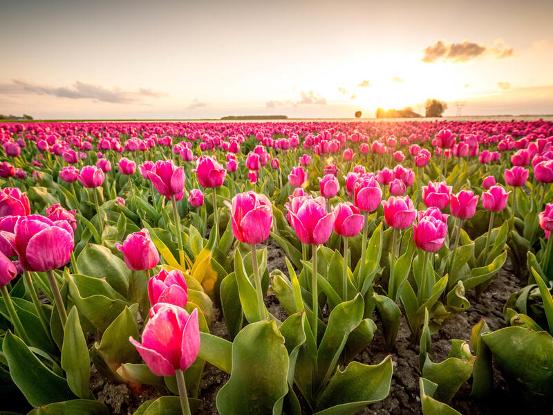 Kreuzfahrten Niederlande: Flusskreuzfahrt zur Tulpenblüte mit Rad & Schiff MS De Nassau ab/an Amsterdam 7 Nächte Premium-Schiff inkl. Vollpension Ni Kreuzfahrten Niederlande: Flusskreuzfahrt zur Tulpenblüte mit Rad & Schiff MS De Nassau ab/an Amsterdam 7 Nächte Premium-Schiff inkl. Vollpension Ni