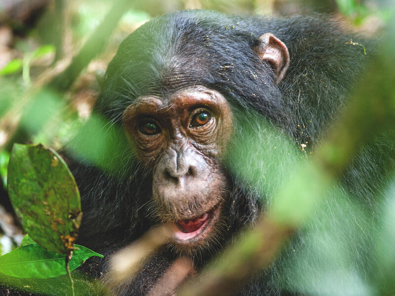 Erlebnisreisen Uganda: Gänsehautmomente im Herzen Afrikas 11-tägig inkl. Flüge Mittelklassehotels/Camps/Lodges mit Verpflegung Inkl. Gorilla- & Sch