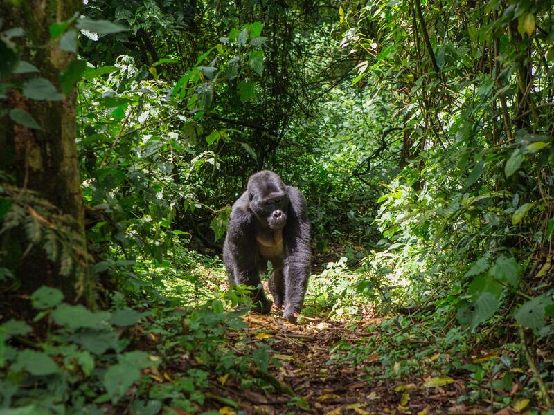 Erlebnisreisen Uganda: Gänsehautmomente im Herzen Afrikas 11-tägig inkl. Flüge Mittelklassehotels/Camps/Lodges mit Verpflegung Inkl. Gorilla- & Sch