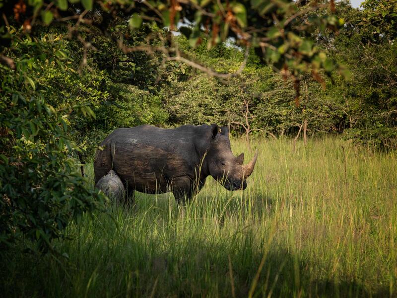 Erlebnisreisen Uganda: Gänsehautmomente im Herzen Afrikas 11-tägig inkl. Flüge Mittelklassehotels/Camps/Lodges mit Verpflegung Inkl. Gorilla- & Sch Erlebnisreisen Uganda: Gänsehautmomente im Herzen Afrikas 11-tägig inkl. Flüge Mittelklassehotels/Camps/Lodges mit Verpflegung Inkl. Gorilla- & Sch