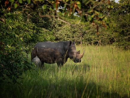 11 Tage Erlebnisreisen Uganda Gänsehautmomente im Herzen Afrikas