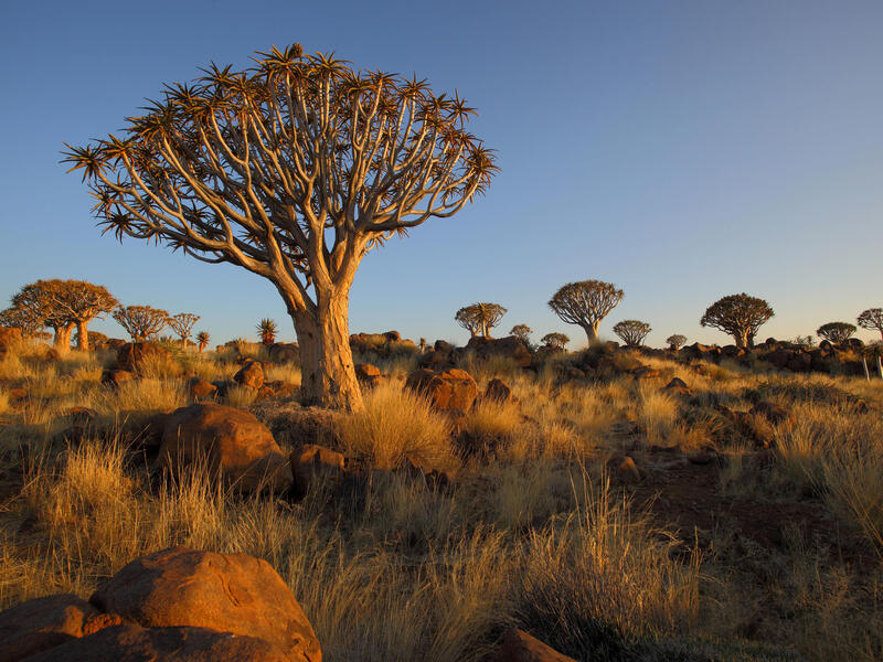 Rundreisen Namibia: Beeindruckende Natur & wilde Tierwelt 14-tägig inkl. Flüge Mittelklassehotels/Lodges mit Verpflegung Inkl. Ausflüge & Besichtig