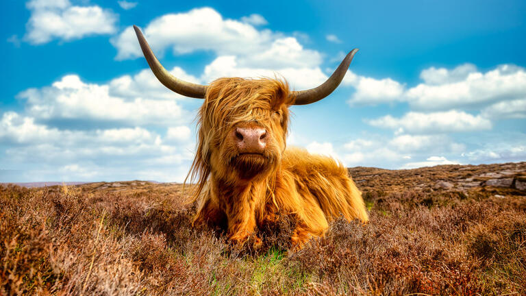 Rundreisen Grossbritannien - Schottland: Zwischen Highland-Rindern und Dudelsackklängen