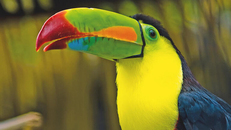 Rundreisen Costa Rica: Hängebrücken, heiße Quellen & goldene Strände