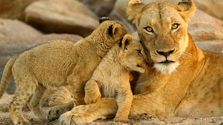 Rundreisen Südafrika: Wildes Afrika hautnah: Auf den Spuren der Natur
