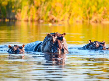 13 Tage Rundreisen Namibia, Botswana & Simbabwe: Erlebnisse in kleiner Gruppe, großartige Momente in wilder Landschaft