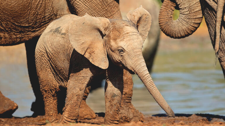 Rundreisen Südafrika, Mosambik, Botswana & Simbabwe: Vier Länder, unzählige Facetten zwischen Natur, Kultur und Tierwelt