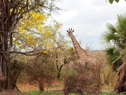 16 Tage Rundreisen Sansibar und Tansania Inselträume und Safariabenteuer in Ostafrika All Inclusive