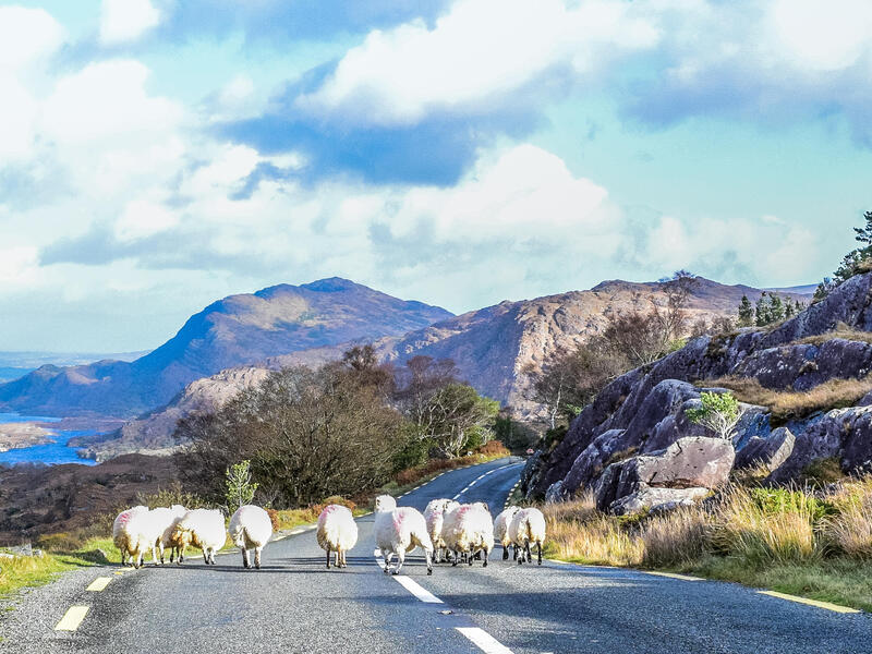 Rundreisen Irland: Lebhafte Straßen, schroffe Klippen & hübsche Dörfer 8-tägig inkl. Flüge Mittelklassehotels mit Frühstück Inkl. Ausflüge & E