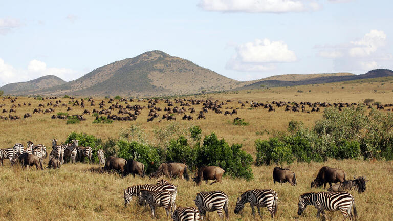 Rundreisen Kenia: Zwischen wilder Savanne und dem Traumstrand am Indischen Ozean
