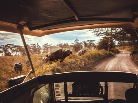 2 Wochen Rundreisen Kenia: Safari-Abenteuer und Traumstrand im Herzen Ostafrikas 2 Wochen Rundreisen Kenia: Safari-Abenteuer und Traumstrand im Herzen Ostafrikas