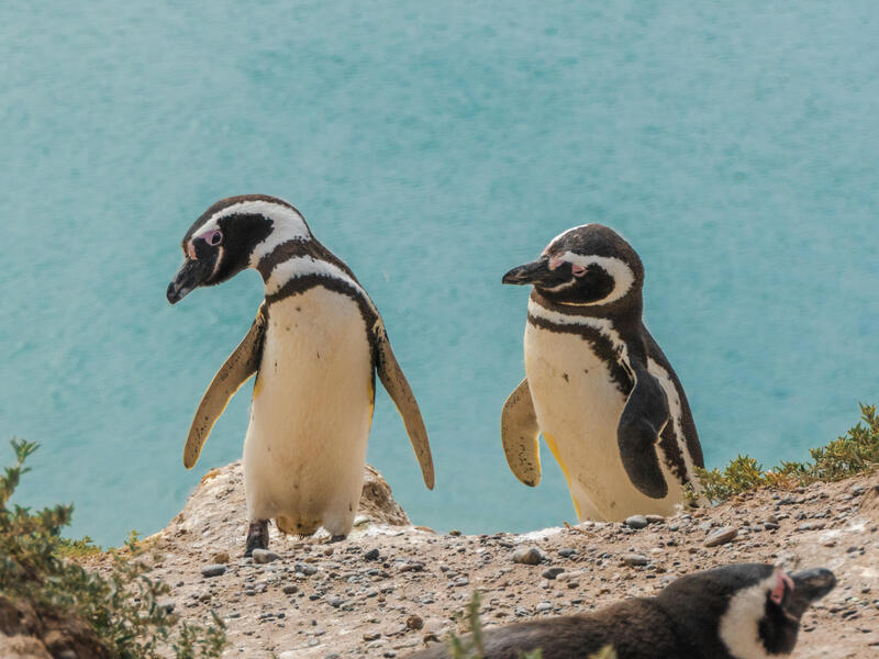 Kreuzfahrten USA, Karibik & Südamerika: Kreuzfahrt mit der Majestic Princess von Miami bis San Antonio 36-tägig inkl. Flüge 3-Sterne-Hotel mit Frü Kreuzfahrten USA, Karibik & Südamerika: Kreuzfahrt mit der Majestic Princess von Miami bis San Antonio 36-tägig inkl. Flüge 3-Sterne-Hotel mit Frü