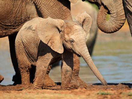 22 Tage Rundreisen Südafrika, Mosambik, Botswana und Simbabwe Vier Länder, unzählige Facetten zwischen Natur, Kultur und Tierwelt Frühstück