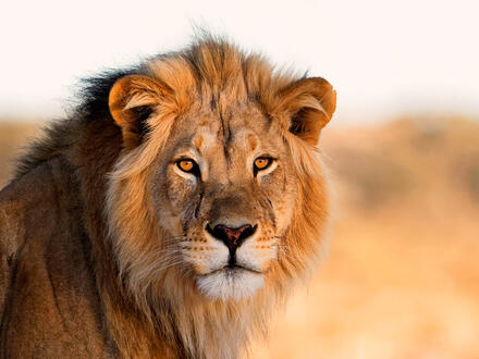 14 Tage Rundreisen Namibia Wilde Weiten. Große Momente.