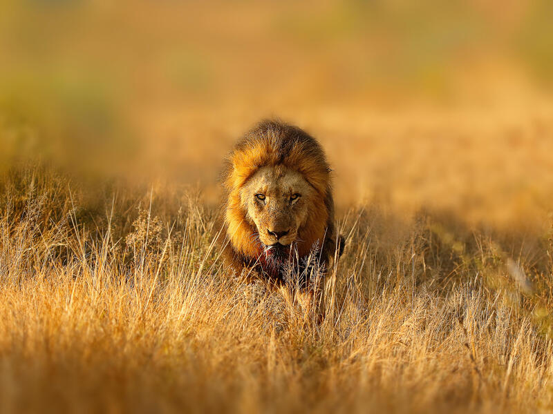Kreuzfahrten Transafrika: Kreuzfahrt mit MSC Armonia von Durban bis Venedig inkl. Südafrika-Rundreise 34-tägig inkl. Hinflug Mittelklassehotels mit