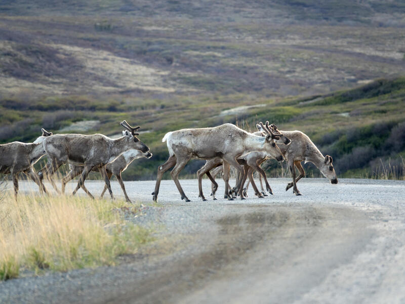 Rundreisen Alaska & Kanada: Unterwegs am Rand der Wildnis 16-tägig inkl. Flüge Mittelklassehotels ohne Verpflegung Inkl. Ausflüge und Eintritte i.