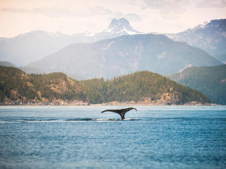 Kreuzfahrten Alaska & Kanada: Kreuzfahrt mit der Celebrity Solstice von Seward bis Vancouver inkl. Alaska- & Kanada-Rundreise