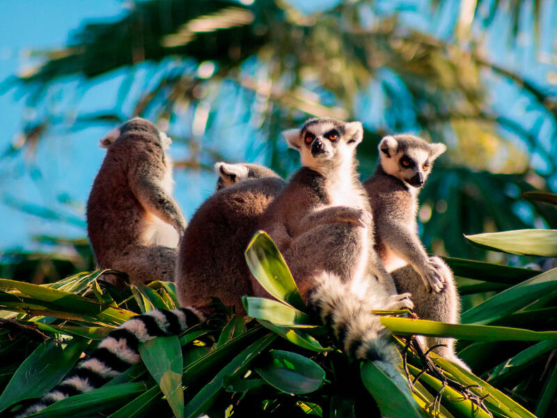 Erlebnisreisen Madagaskar: Abenteuer zwischen Lemuren und Baobabs 17-tägig inkl. Flüge Mittelklassehotels/Zeltunterkunft mit Verpflegung Inkl. Ausfl