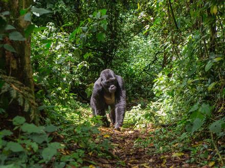 1 Woche Erlebnisreisen Uganda: Im Herzen der afrikanischen Wildnis – 11-tägig inkl. Flüge Mittelklassehotels/Camps/Lodges mit Vollpension 1 Woche Erlebnisreisen Uganda: Im Herzen der afrikanischen Wildnis – 11-tägig inkl. Flüge Mittelklassehotels/Camps/Lodges mit Vollpension