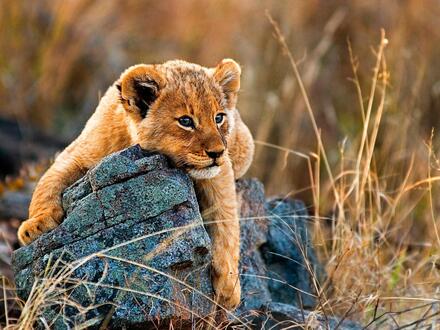 Kreuzfahrten Südafrika & Transatlantik: Kreuzfahrt mit AIDAstella von Kapstadt bis Palma de Mallorca inkl. Südafrika-Rundreise