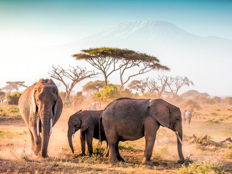 Rundreisen Tansania & Kenia: Löwen, Savannen und Ozeanträume 15-tägig inkl. Flüge Mittelklassehotels/Lodges mit Vollpension / 3.5-Sterne-Hotel Pap