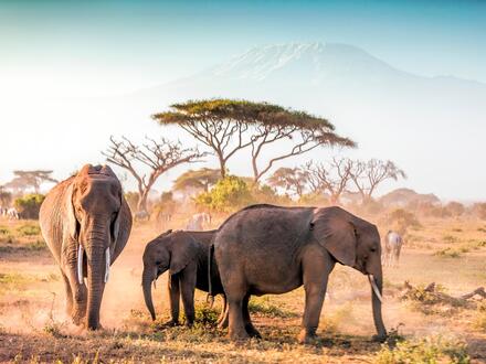 15 Tage Rundreisen Tansania und Kenia Löwen, Savannen und Ozeanträume All Inclusive