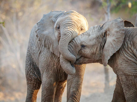 18 Tage Rundreisen Südafrika, Botswana & Simbabwe: Viktoriafälle, Safaris und entspannte Tage in Kapstadt im 4-Sterne-Hotel