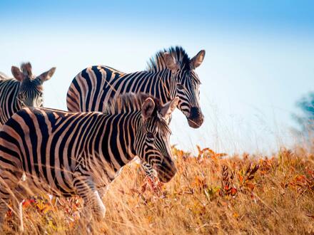 15 Tage Erlebnisreisen Südafrika: Zwischen Wildnis, Weinbergen und Weltstadtflair in Kapstadt