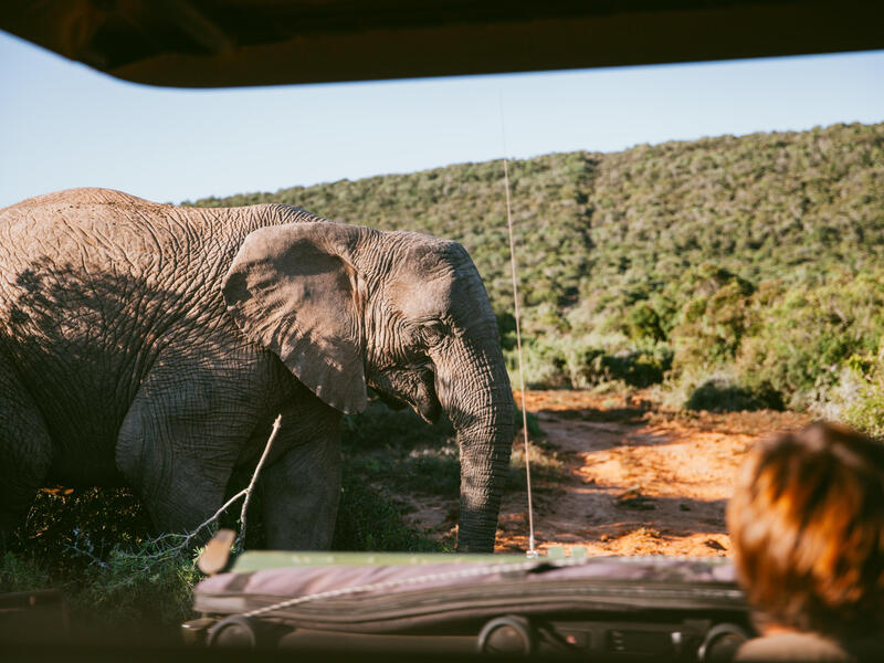 Rundreisen Südafrika: Zwischen Krügerpark und Garden Route