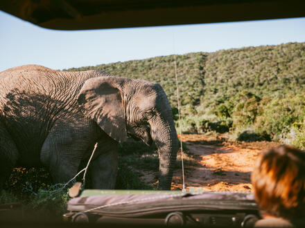 11 Tage Rundreisen Südafrika: Zwischen Krügerpark und Garden Route