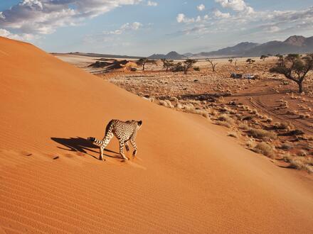 11 Tage Rundreisen Namibia, Botswana & Simbabwe: Afrikas wilde Seele erleben
