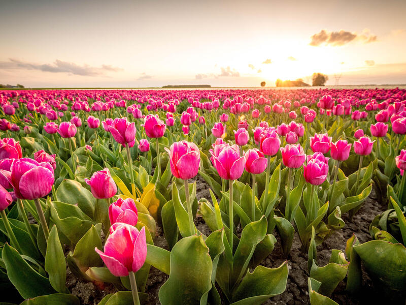 Niederlande - Tulpenblüte - Flusskreuzfahrt per Rad & Schiff MS De Holland ab/an Amsterdam