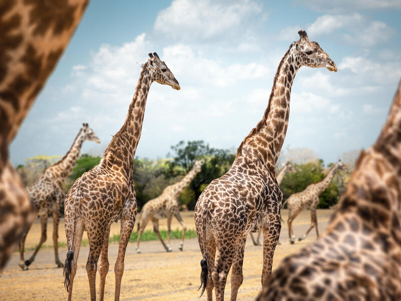 Rundreisen Tansania & Sansibar: Afrikas Magie stilvoll erleben