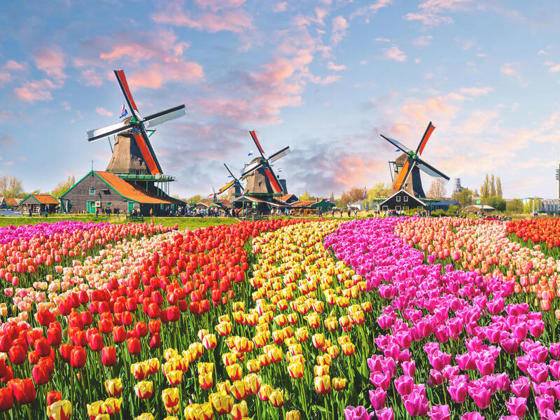 Kreuzfahrten Niederlande - Tulpenblüte: Flusskreuzfahrt per Rad & Schiff mit MS Poseidon ab/an Amsterdam