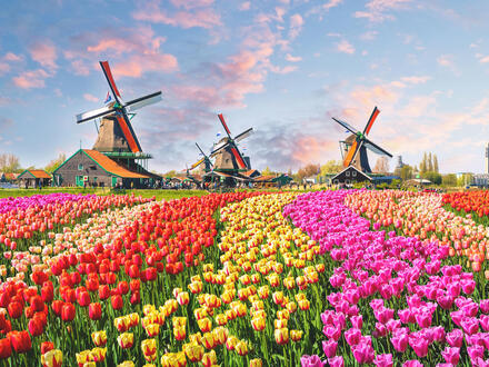 Kreuzfahrten Niederlande - Tulpenblüte: Mit Rad & Segelschiff Mare fan Fryslân ab/an Amsterdam